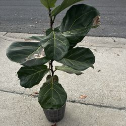 Fig Plant