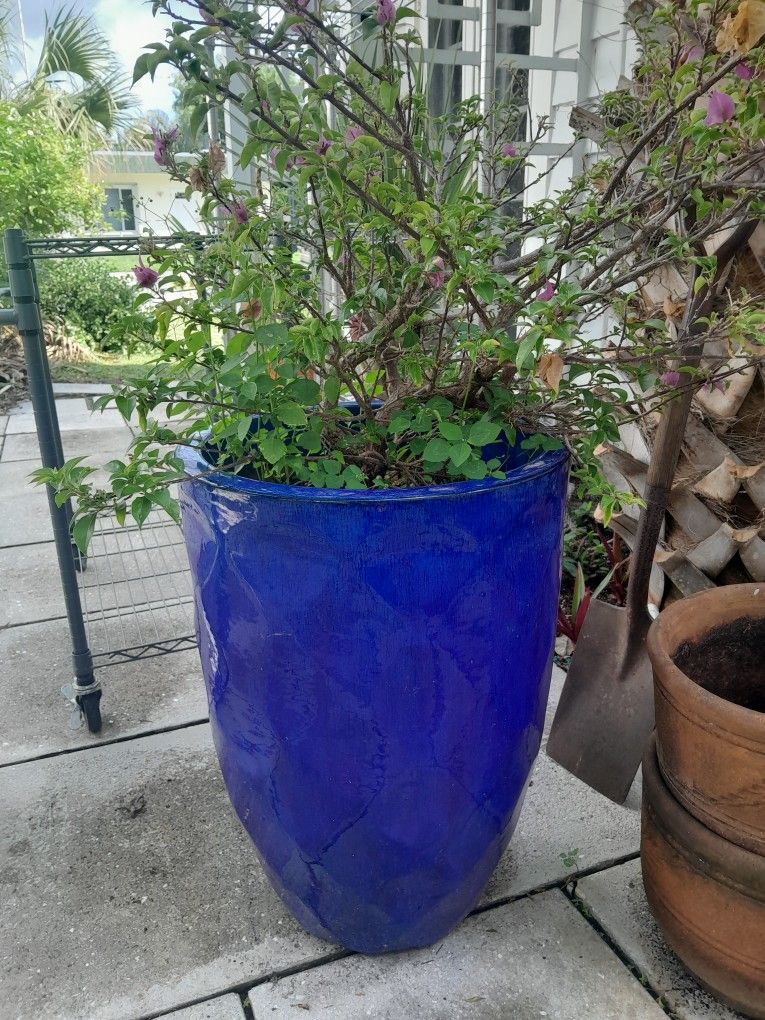 Bougainvillea In Beautiful Glazed Pot