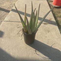 Aloe Vera