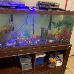 Big Fish Tank For Sale With Fish