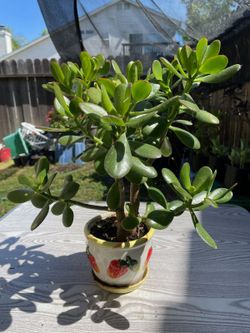 Plants - $10 EACH