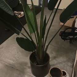 Fake House Plant