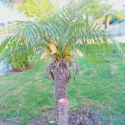 Pygmy Date palm