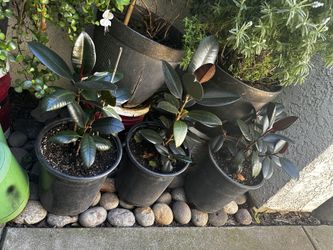 Tengo Estas Plantas Disponibles En Maceta De 5 Galones Cada Una El Precio 