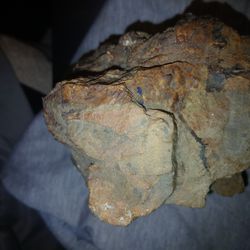 Fossilized/petrified Wood Stump.prehistoric.