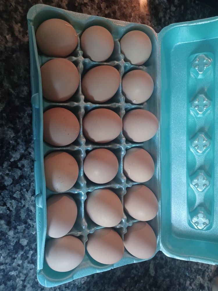 Fresh Chicken Eggs