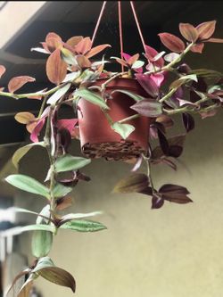$5 wandering jew hanging plant