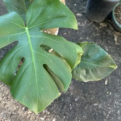 Planta
