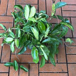 Krimson Queen Hoya Plant