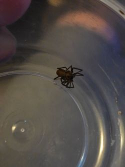 Brown recluse wet specimen