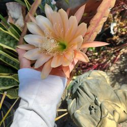 Orchid Cactus