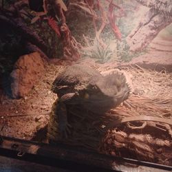 Male Bearded Dragon And Setup