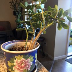 Jade Plant 