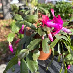 Christmas Cactus