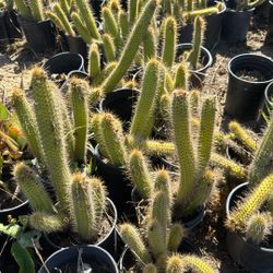Cactus