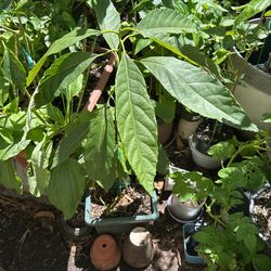 Avocado Tree $10