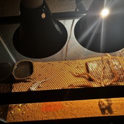 Bearded Dragon Tank