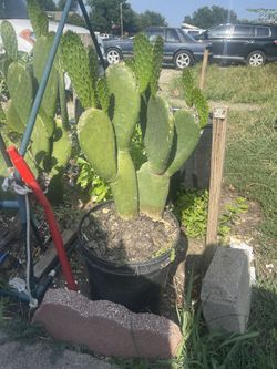 Nopal Comestible
