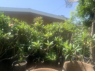 Plumeria Plant (4for $100) or ($35) each