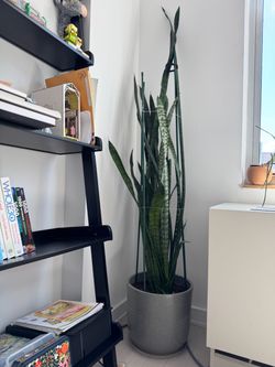 Assorted Indoor Houseplants, pots and garden tools