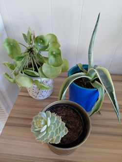 Smol plants