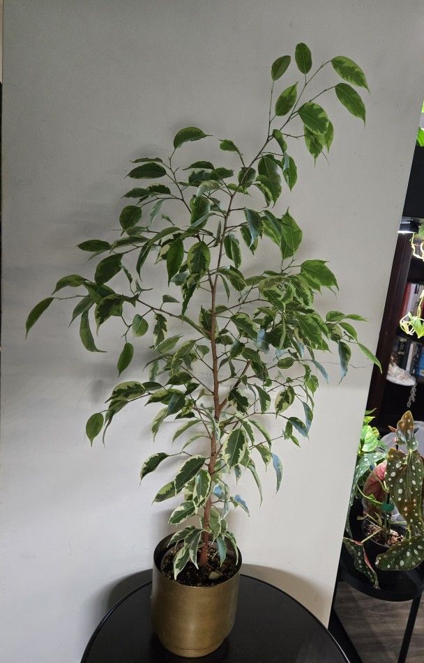 Ficus Benjamina Variegated
