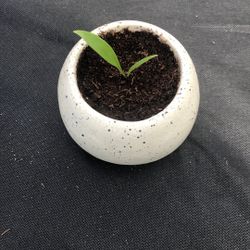 Easter Lily