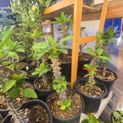 Plantas Diferentes Plantas 