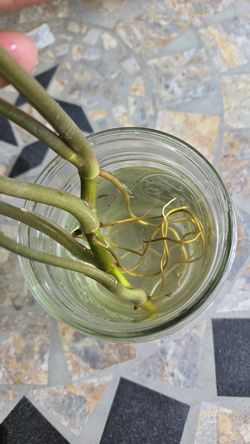 Syngonium cuttings plant