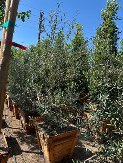 Fruitless olive tree (Swan Hill)