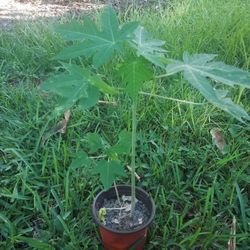 Red Papaya Plant