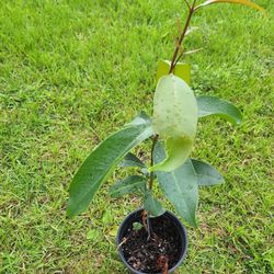 Jammun Fruit Tree