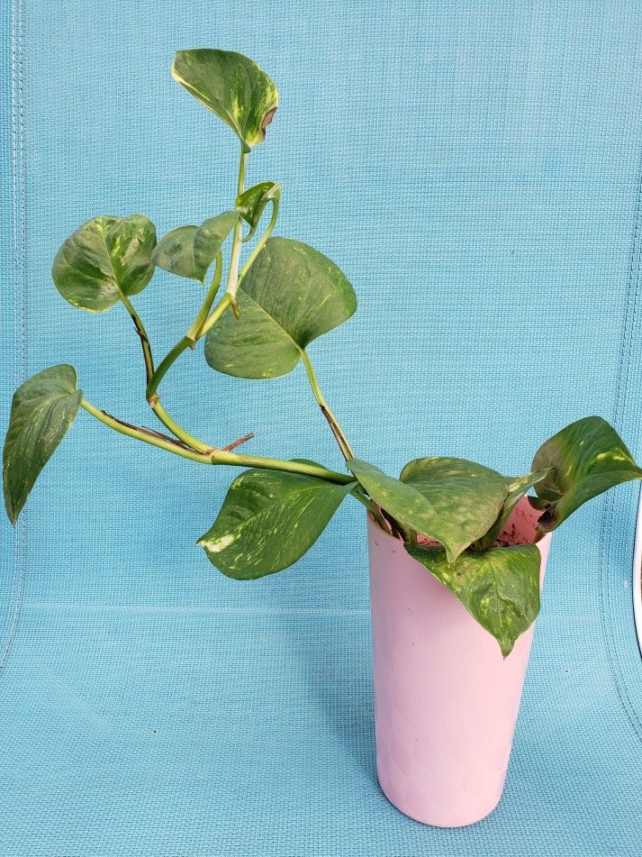 YOUNG POTHOS PLANT