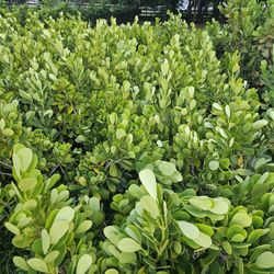 fast sale june sale clusias only $12 