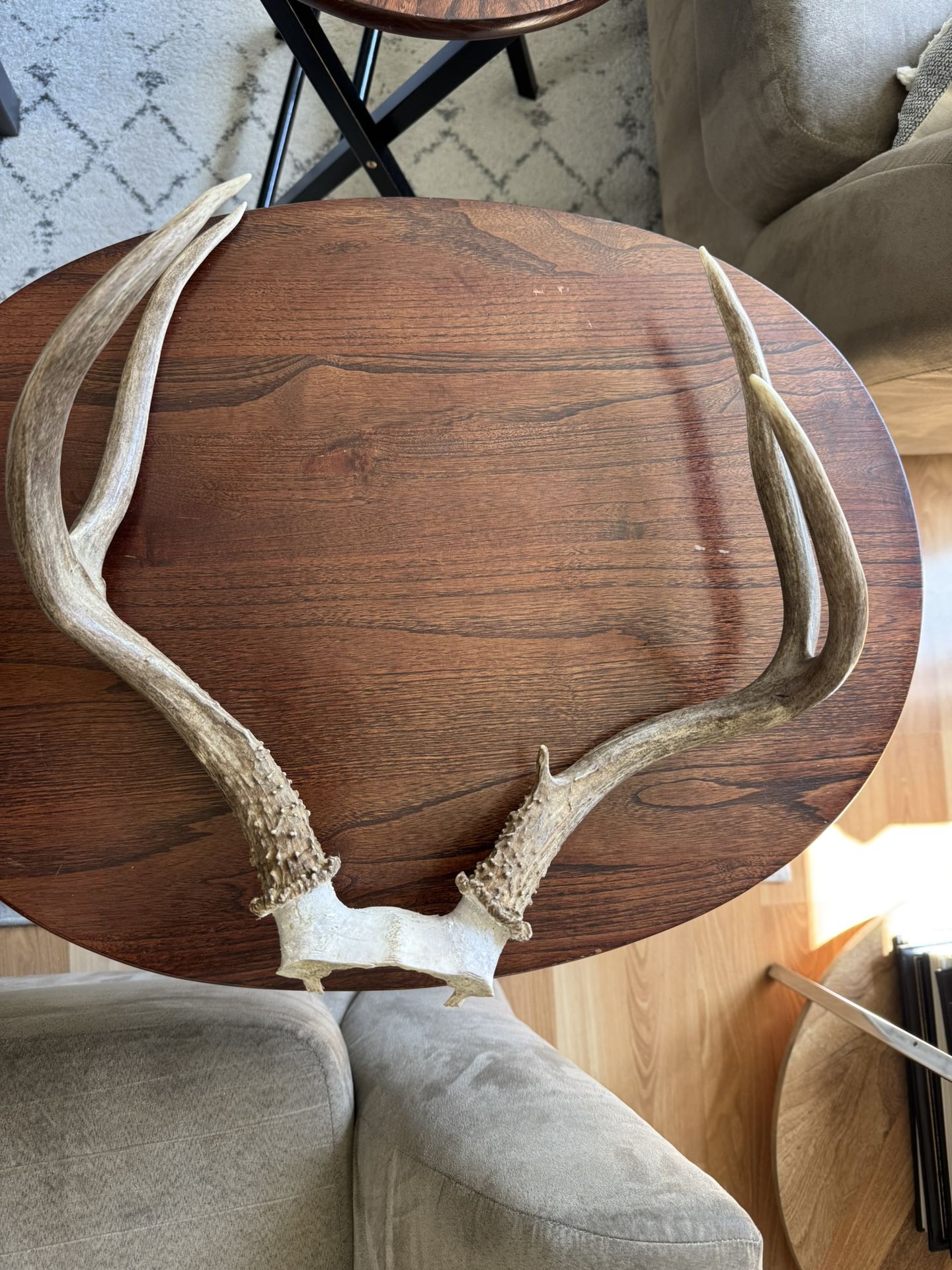 Real Deer Anters