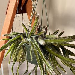 Hanging Basket Dog tail Cactus Plant