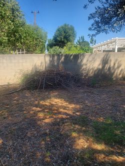 Branches fire wood FREE