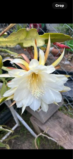 Cactus orquídea