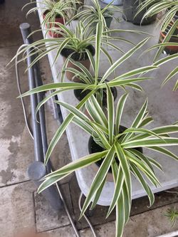 Spider plants in 5 inch pots $8 each