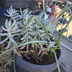 Variety plants still available