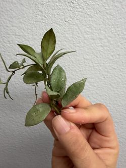 Hoya Lacunosa Louisa silver x unknown
