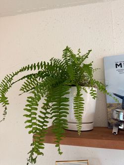 Medium Fern