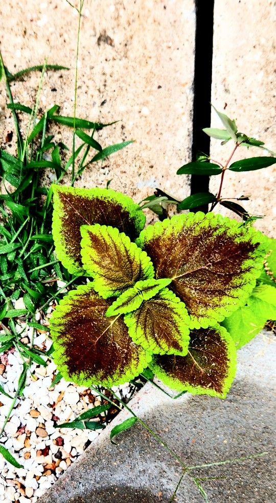 Beautiful Ornamental Plant 🪴 One Gallon 