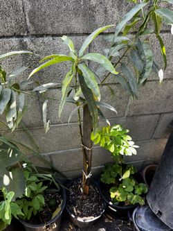 Arbol de Durazno/ Peach Tree
