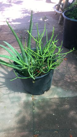 Aloevera And Pencil Firestick 