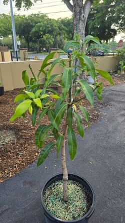 Coconut Cream Mango Tree