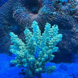 Saltwater Reef Tank Decorations
