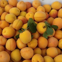 Chavacano, Apricots 