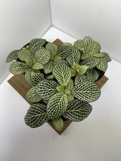 Nerve Plant