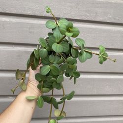 4” peperomia hope
